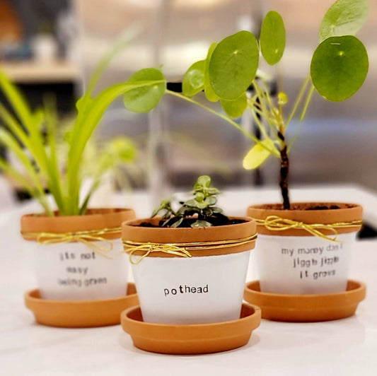 Puny Pots