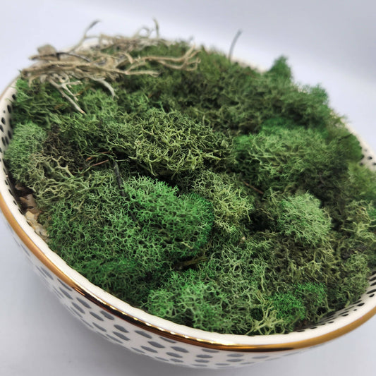 Moss Art Bowls - Patterned Ceramic Bowls