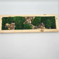 Moss Art 17" x 5.5"