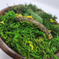 Moss Art Bowls - Acacia Wood Bowls