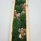 Moss Art 17" x 5.5"