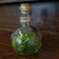 Potion Bottle